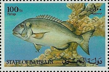 Silver Black Porgy (Sparidentex hasta)