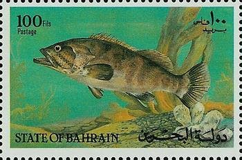 Malabar grouper (Epinephelus malabaricus)