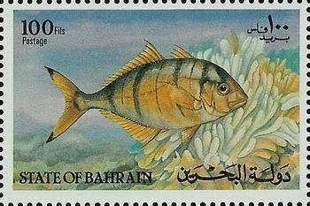 Golden trevally (Gnathanodon speciosus)