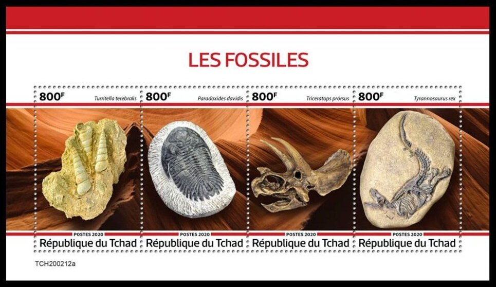 Various Fossils