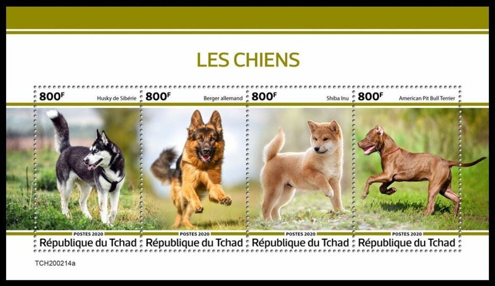Domestic Dogs