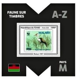 Wattled Crane (Grus carunculata)