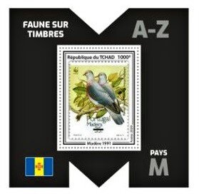 Trocaz Pigeon (Columba trocaz)