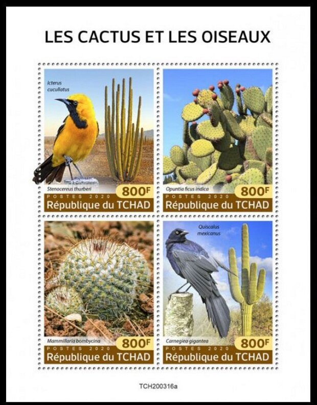 Various Cactuses and Birds