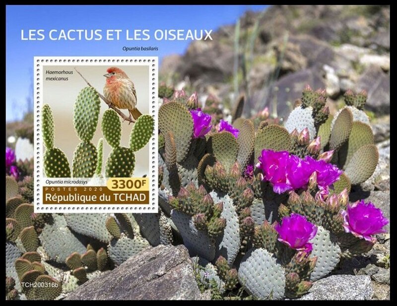 (Opuntia microdasys)/(Haemorhous mexicanus)