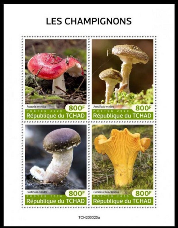 Various Mushrooms