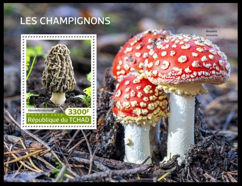 Common Morel (Morchella esculenta)