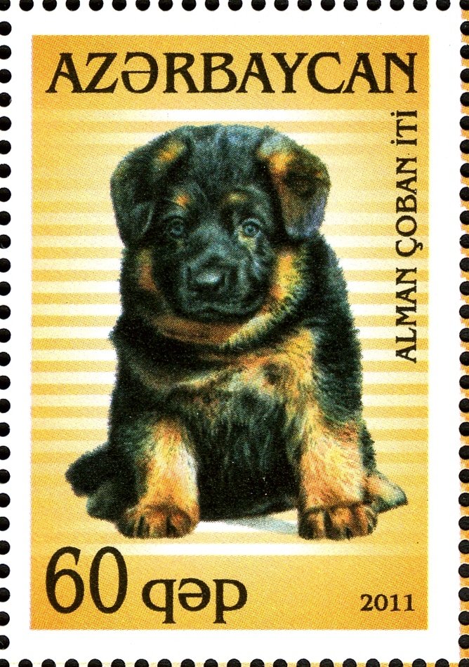 German Shepherd (Canis lupus familiaris)