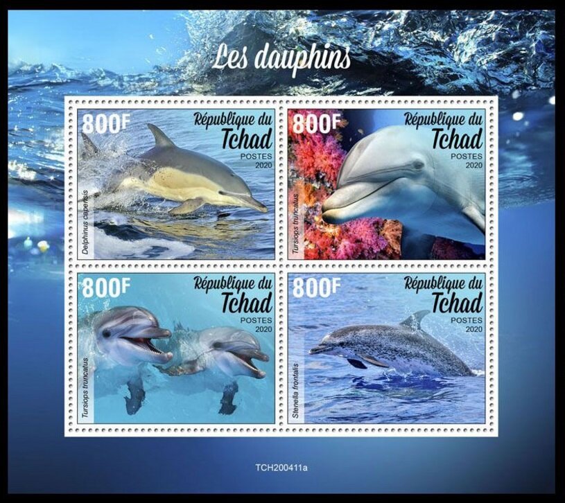 Various Dolphins