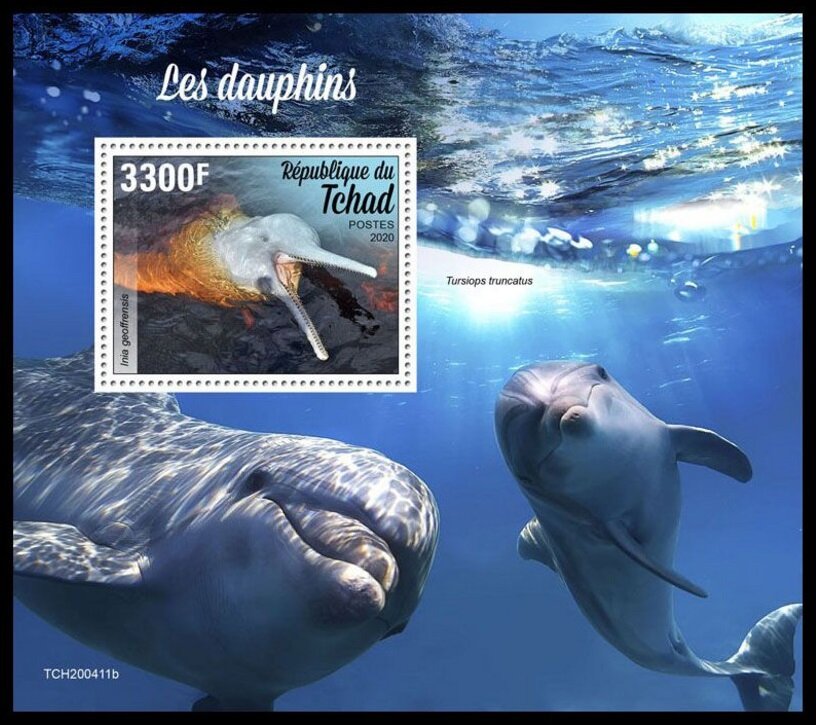 The Amazon River Dolphin (Inia geoffrensis)