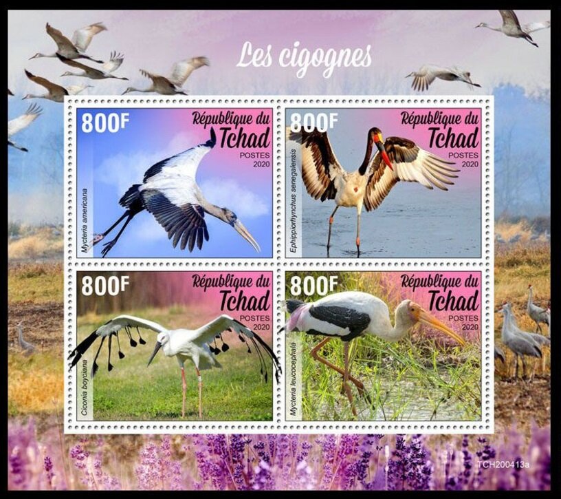 Various Storks