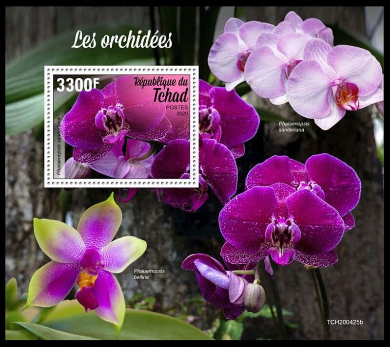 Phalaenopsis sanderiana