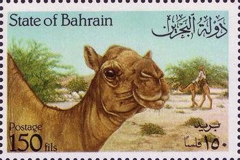 Dromedary to the right