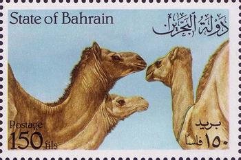 Three dromedaries