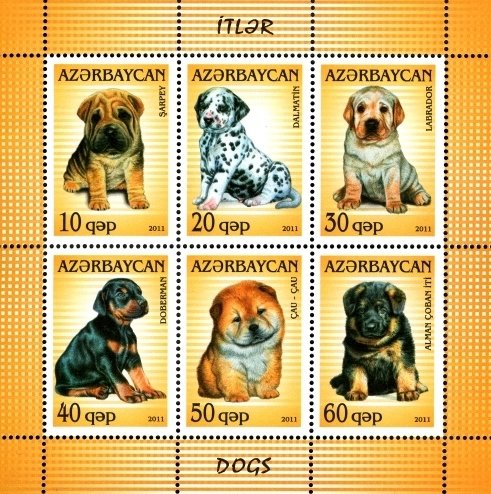 Dogs (Canis lupus familiaris)