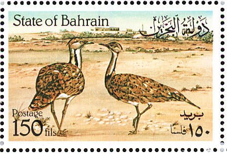 Houbara Bustard (Chlamydotis undulata)