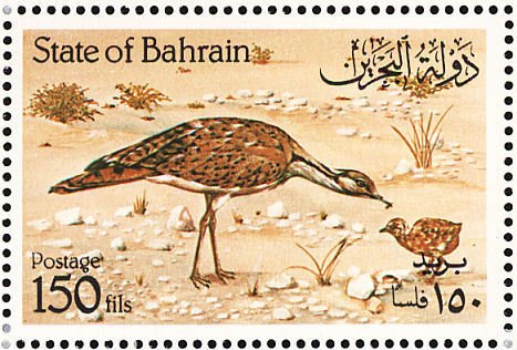 Houbara Bustard (Chlamydotis undulata)