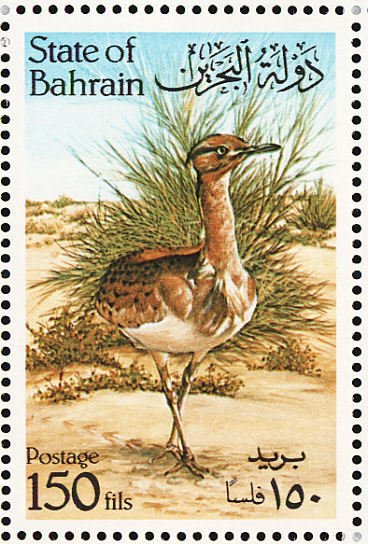 Houbara Bustard (Chlamydotis undulata)