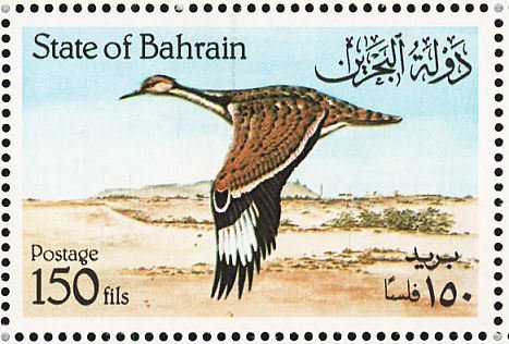 Houbara Bustard (Chlamydotis undulata)