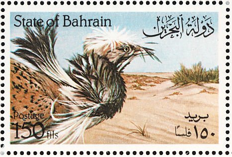 Houbara Bustard (Chlamydotis undulata)