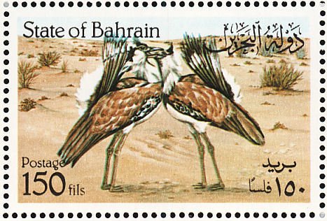 Houbara Bustard (Chlamydotis undulata)