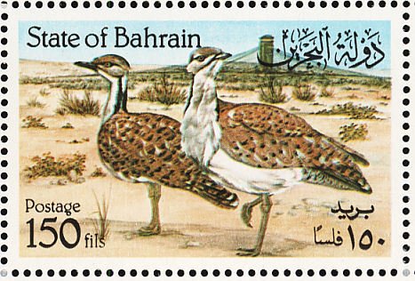 Houbara Bustard (Chlamydotis undulata)