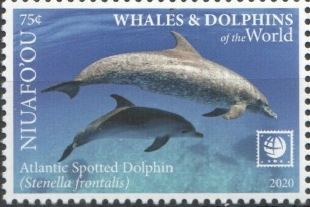 Atlantic Spotted Dolphin (Stenella frontalis)