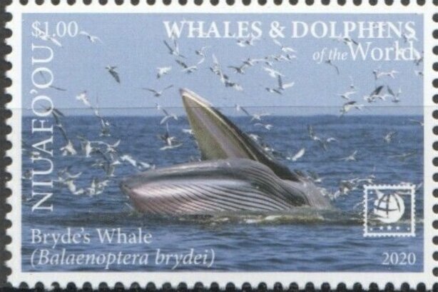 Bryde's Whale (Balaenoptera brydei)