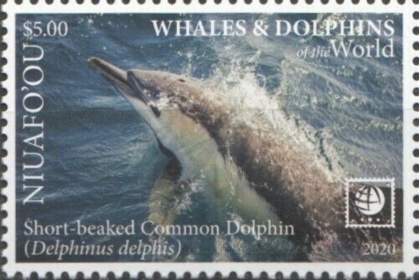 Short-Beaked Common Dolphin (Delphinus delphis)