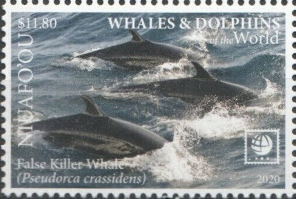 False Killer Whale (Pseudorca crassidens)