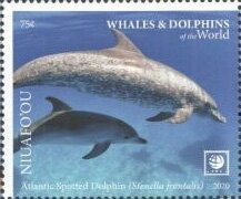 Atlantic Spotted Dolphin (Stenella frontalis)
