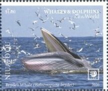 Stamp, Bryde's Whale (Balaenoptera brydei), Niuafo'ou,  , Animals (Fauna), Sea (Marine) Mammals, Sea Life, Whales