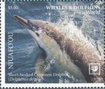 Short-Beaked Common Dolphin (Delphinus delphis)