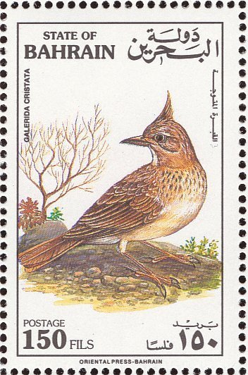 Crested Lark (Galerida cristata)
