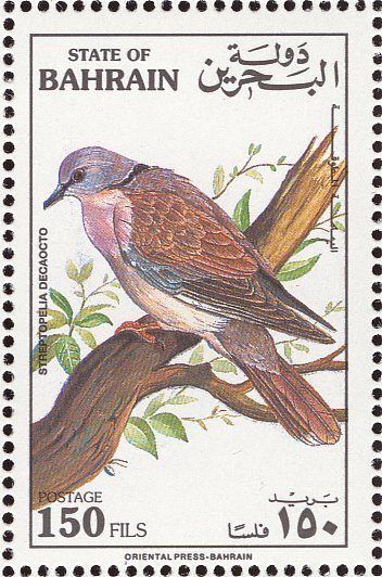Eurasian Collared Dove (Streptopelia Decaocto)