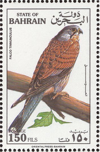 Common Kestrel (Falco Tinnunculus)