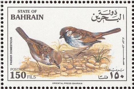 House Sparrow (Passer Domesticus)