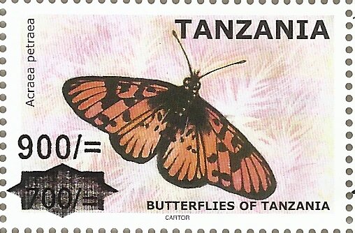 Acraea petraea