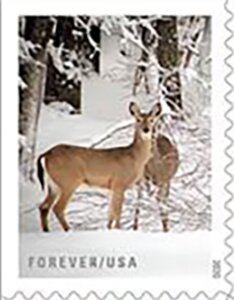 Deer in Snow
