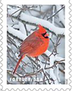 Cardinal (Cardinalis cardinalis)