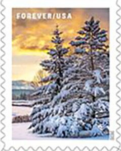Pine Trees Covered in Snow