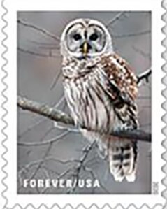 Barred Owl (Strix varia)