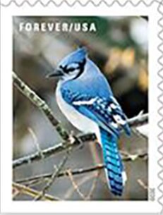 Blue Jay (Cyanocitta cristata)