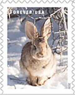 Stamp, Cottontail Rabbit (Sylvilagus sp.), United States of America,  , Animals (Fauna), Mammals, Rabbits