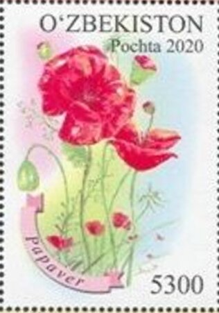 Uzbek Flora : Poppy (Papaver sp)