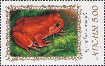 Dyscophus antongila