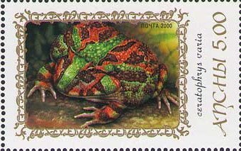 Rana adspersus