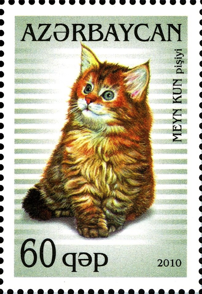 Maine Coon (Felis silvestris catus)