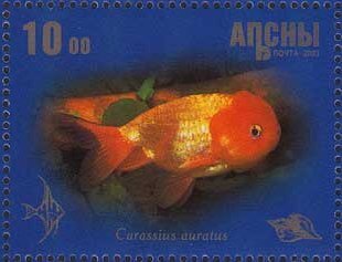 Carassius auratus