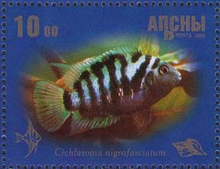 Cichlasoma nigrofasciatum